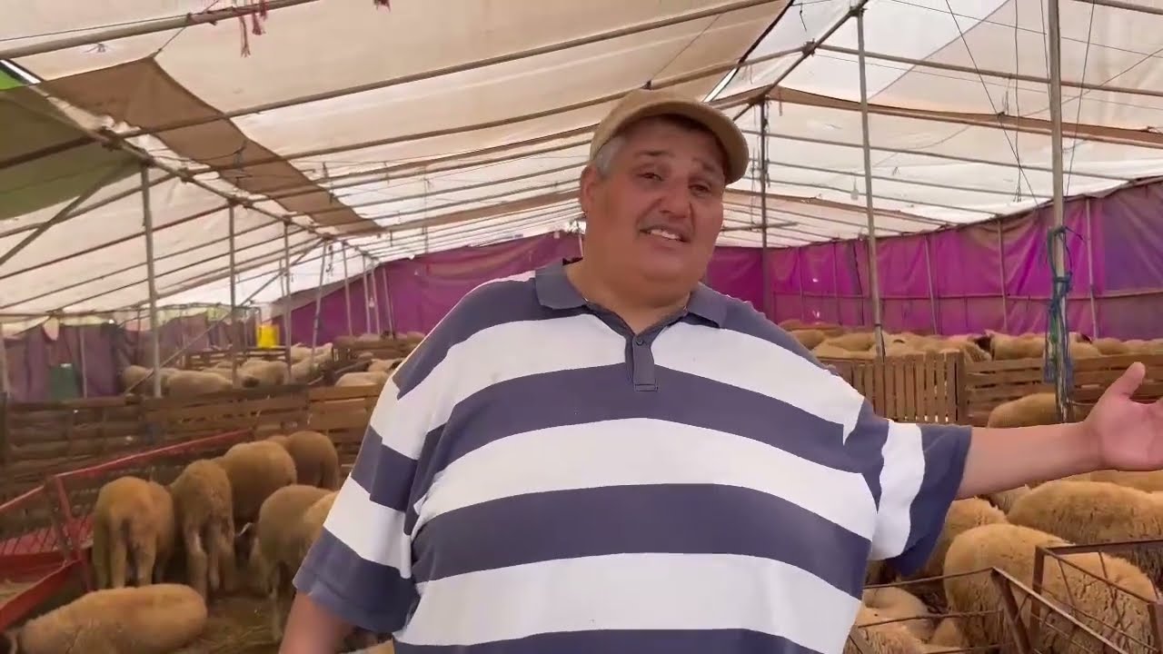 من عند أشهر تجار الخروف بالناظور ، شاهدو مزرعة موحي و الأثمنة