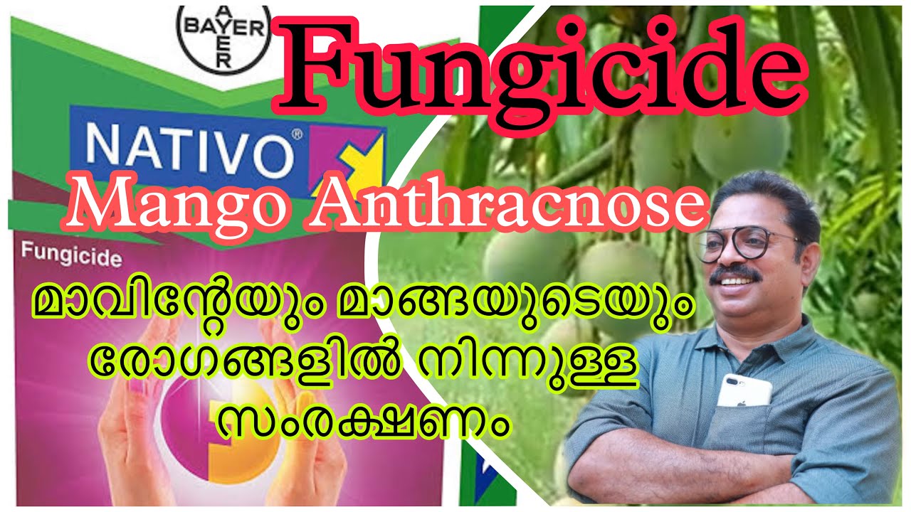 FUNGICIDE  Nativo മാവിന്റേയും മാങ്ങയുടെയും രോഗങ്ങളിൽ നിന്നുള്ള  സംരക്ഷണം