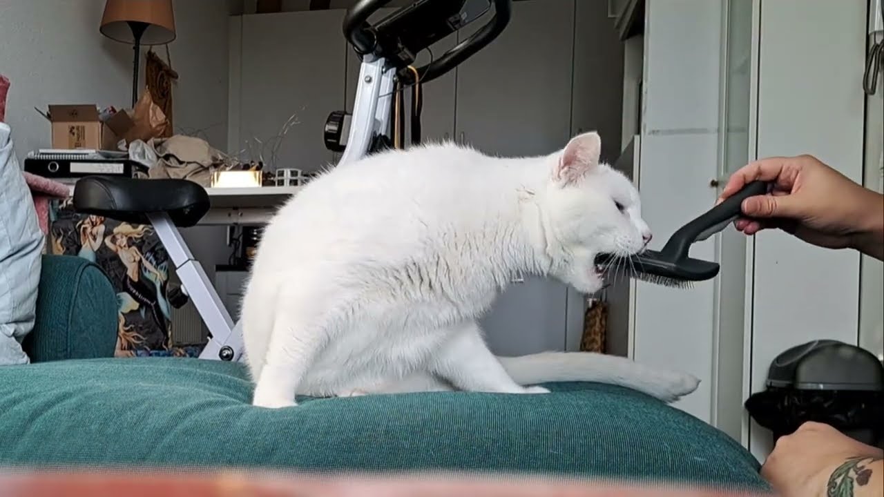 How to effectively brush a Pushkin