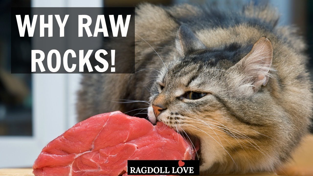Why A Raw Food Diet For Your Ragdoll Cat Can Be a Game Changer!
