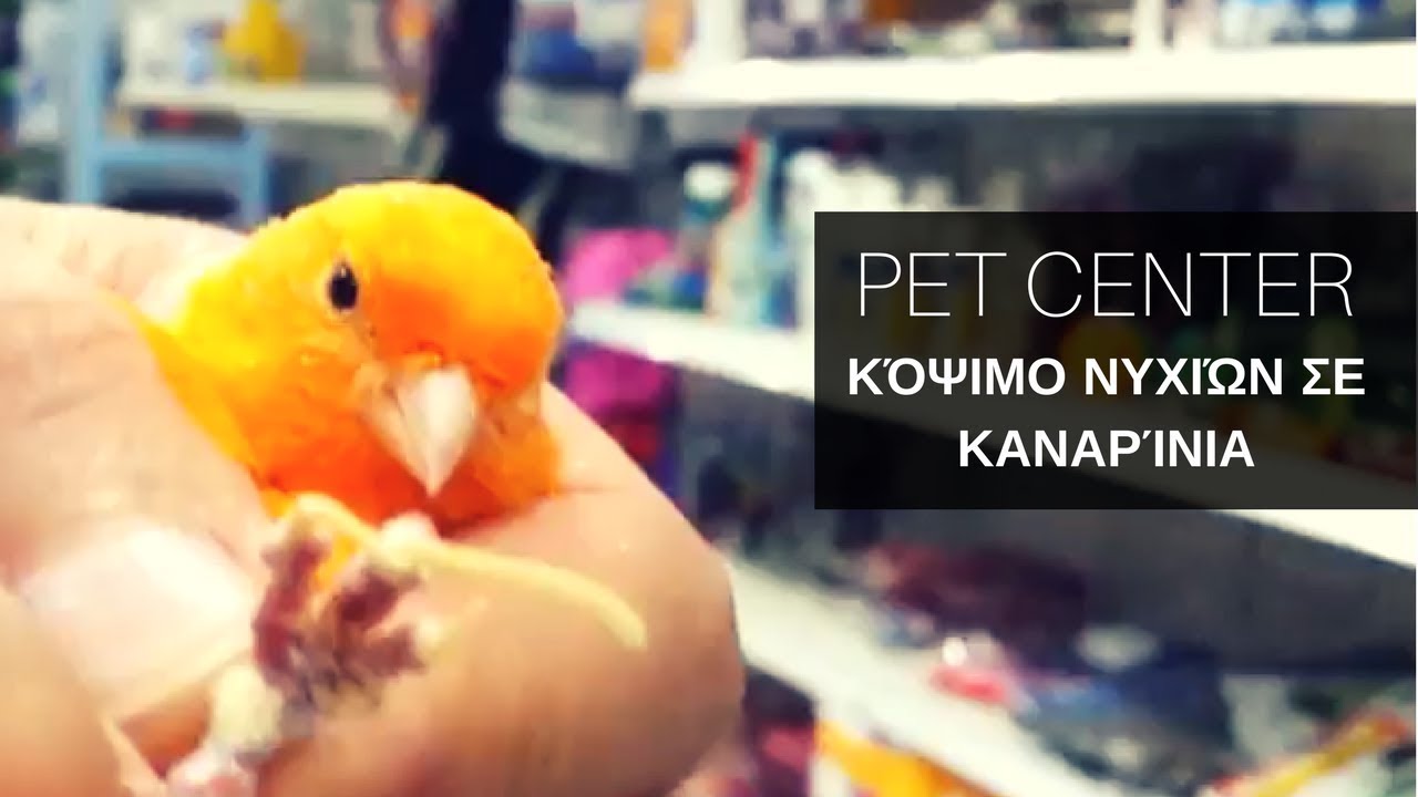 PET CENTER Κόψιμο νυχιών σε καναρίνια Clipping nails canary