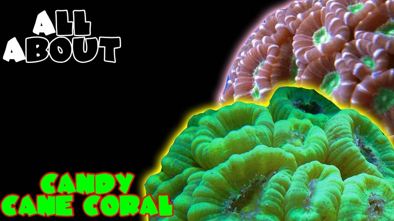 All About The Candy Cane Coral or Trumpet Coral