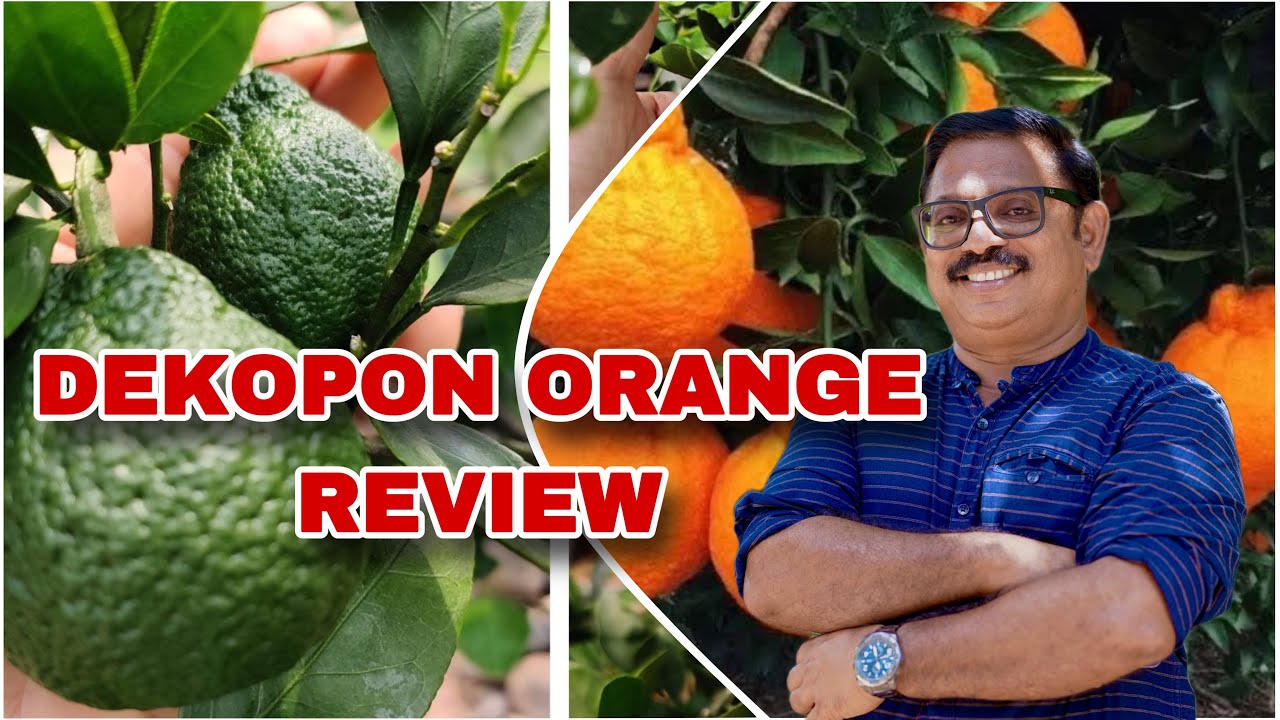 DEKOPON ORANGE REVIEW