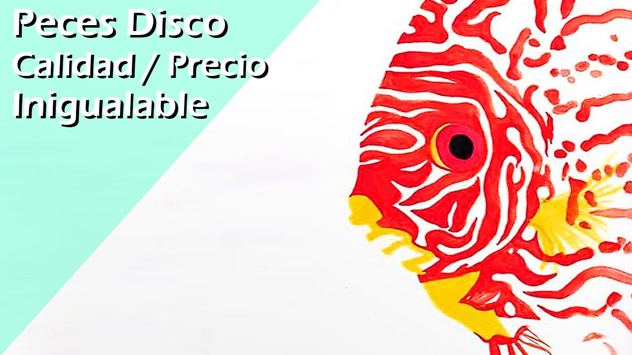 176 ⭐🏅.- PECES DISCO con la mejor CALIDAD/PRECIO  ¡INIGUALABLES!