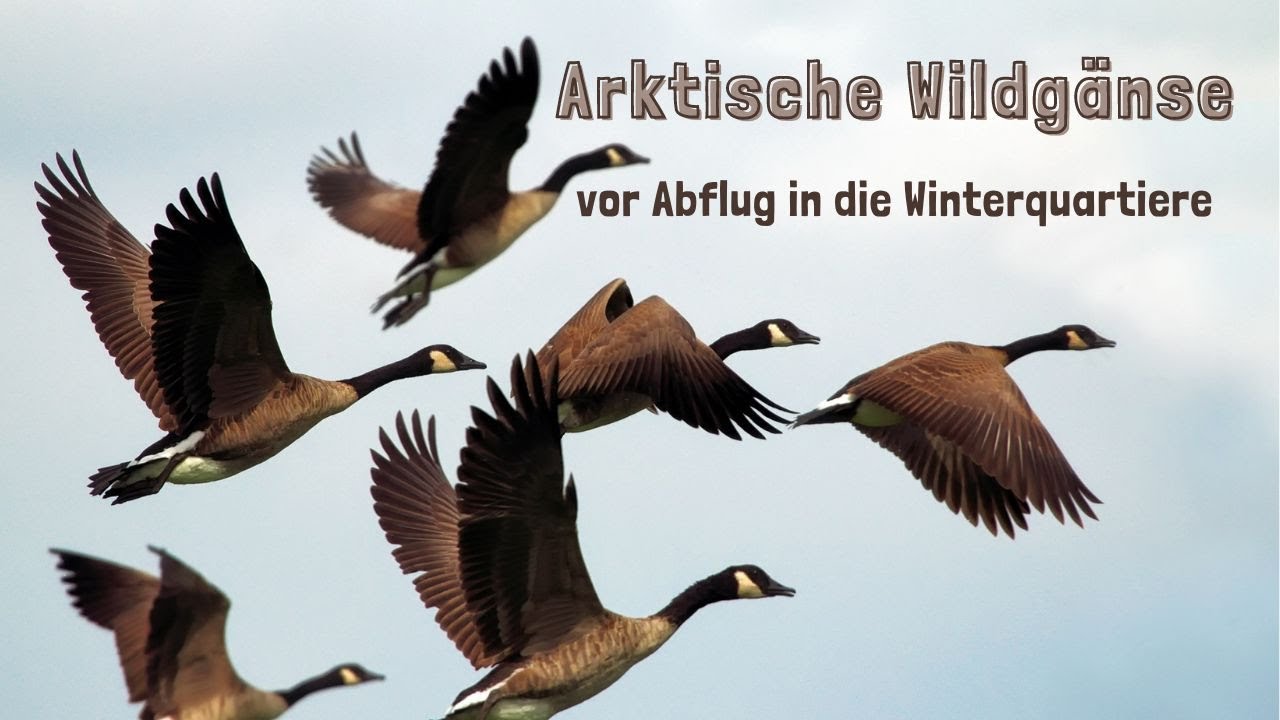Arktische Wildgänse vor Abflug in die Winterquartiere