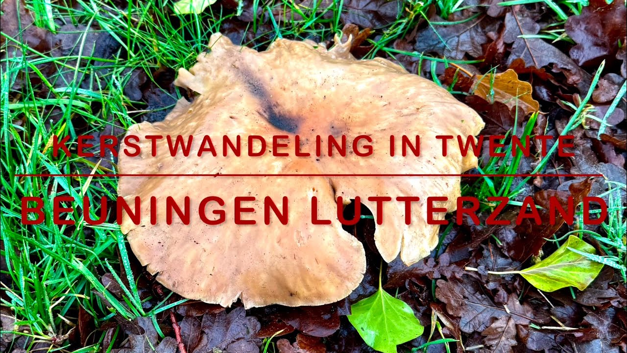 Wandeling omgeving Beuningen Lutterzand 🎄Kerst 2024