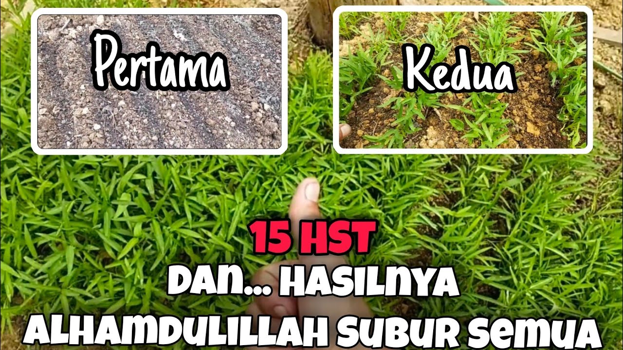 Cara Menanam Kangkung Dari Biji, pupuk kangkung agar subur