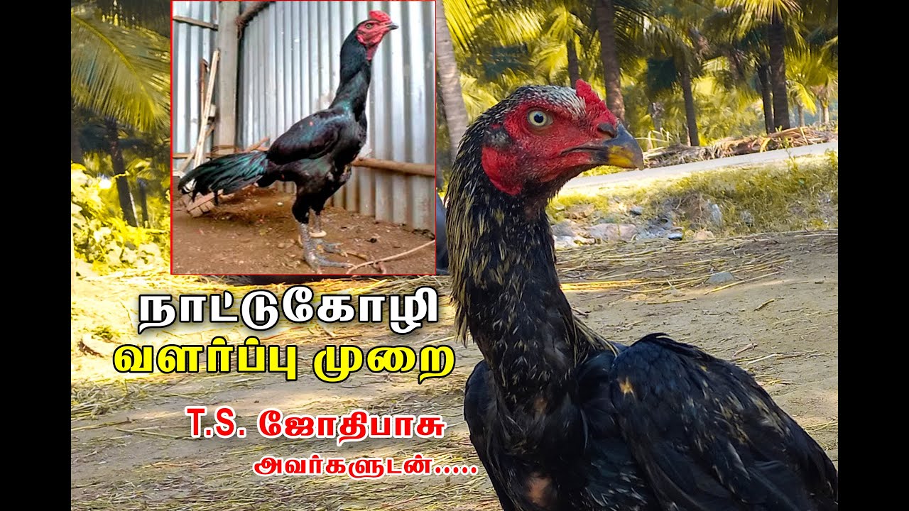 நாட்டு கோழி வளர்ப்பு  முறை.....| JOTHI FARM....