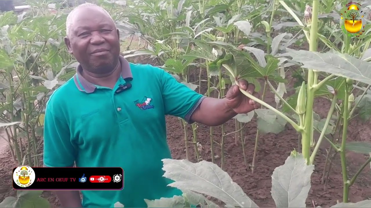 AGRICULTURE: GOMBO(Culture et traitement efficace)