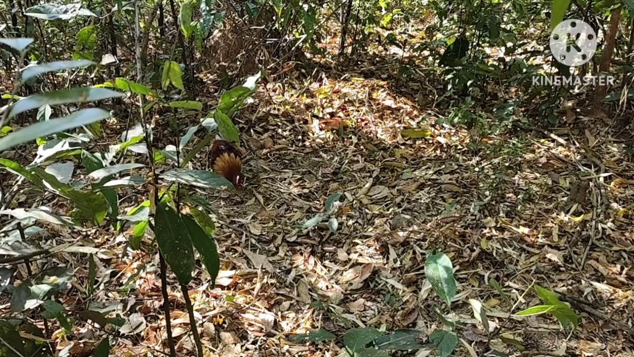 Wild Junglefowl Trap#ไก่ปา #Dib Qaib. Ep23