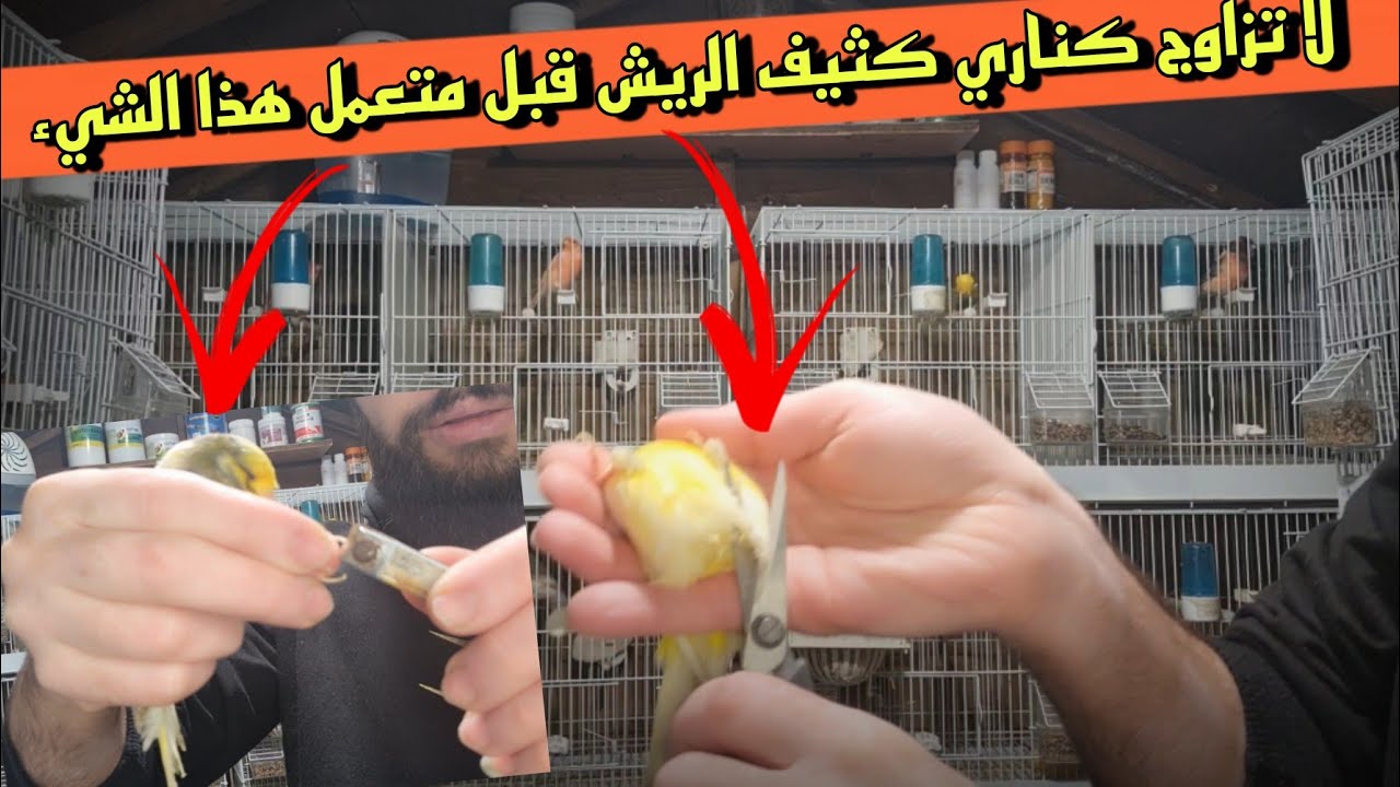 تفادى لبيض الغير مخصب بهذه النصيحتين شاهد اسباب عدم تخصيب البيض #birds #كناري #breeding #ابن