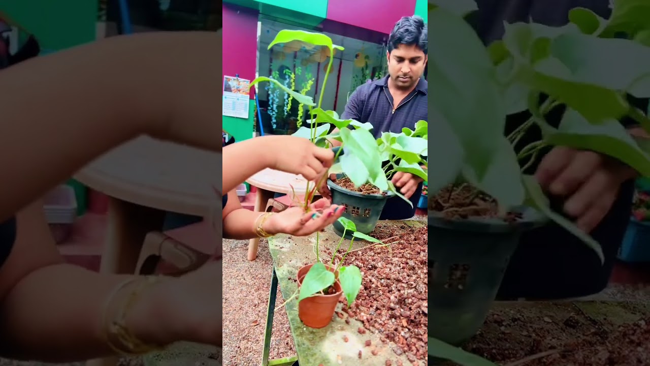බලන්න මේ වගේ චූටි චූටි වැරදෙන තැන්