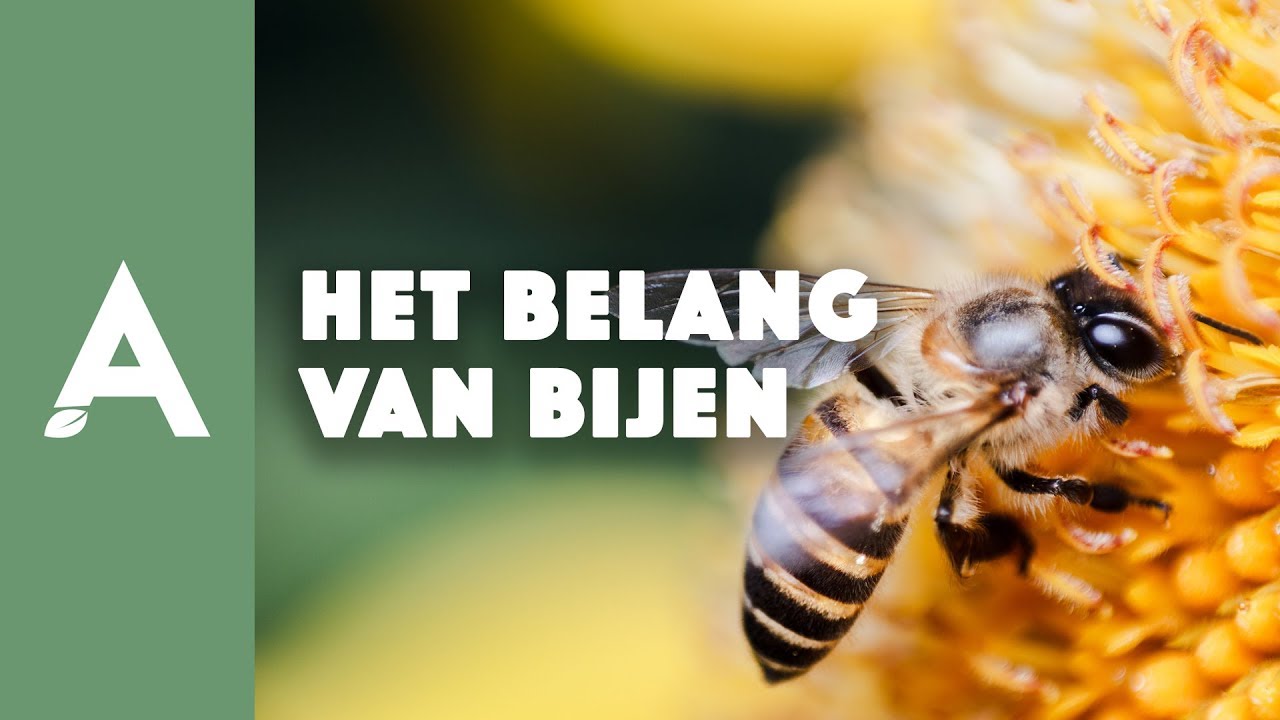 Het belang van bijen en hoe jij ze kan helpen! I Een groener thuis! #56 I Angelo Dorny