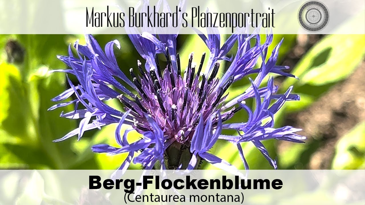 Schönste essbare Blüte, eine super Bienen- und Hummelpflanze, warum ein MUSS für deinen Garten