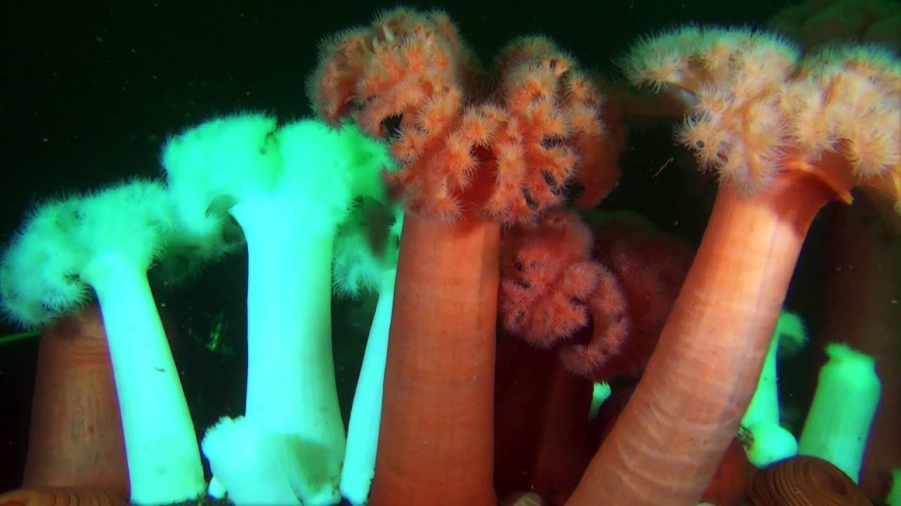 Puget Sound Diving, Washington