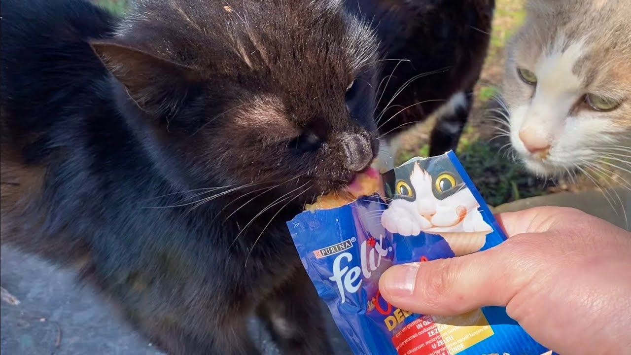 The hungry, poor street cats went absolutely crazy when they saw the wet food.