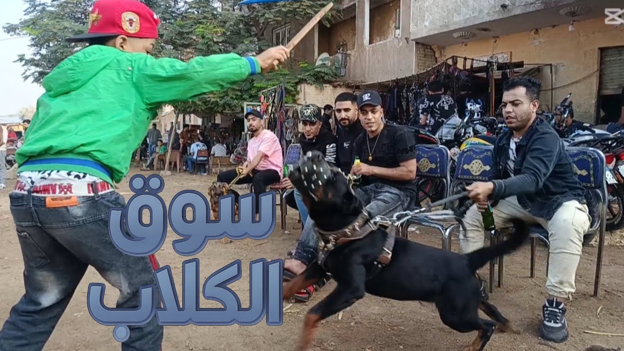 سوق الكلاب سوق الجمعه السيده عائشه اسعار الكلاب ابدأ من 500 جنيه