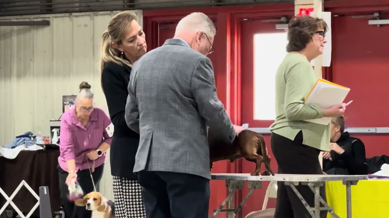 2026-01-11 Dachshunds Smooth Variety Judging Annapolis Kennel Club West Friendship MD