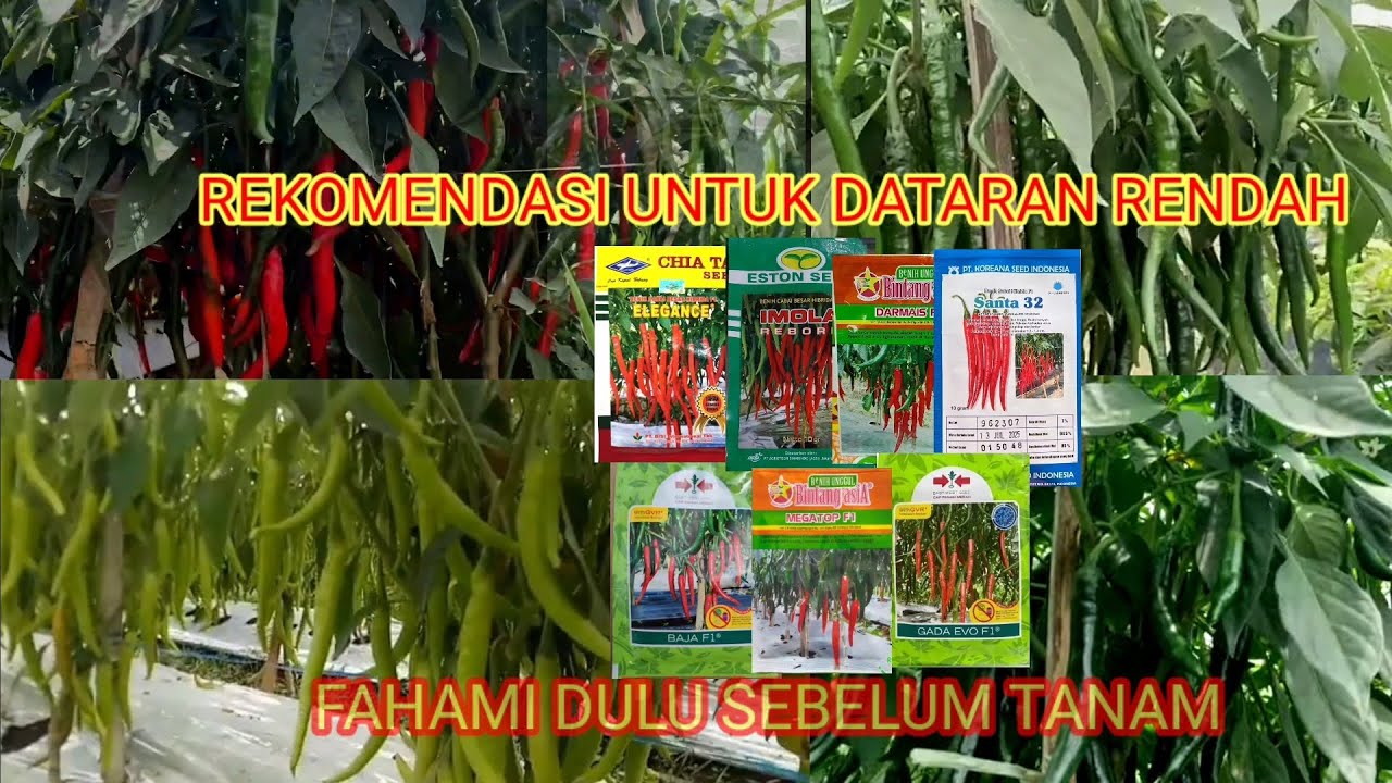 REKOMENDASI 7 BENIH CABAI BESAR UNTUK DATARAN RENDAH SAMPAI MENENGAH