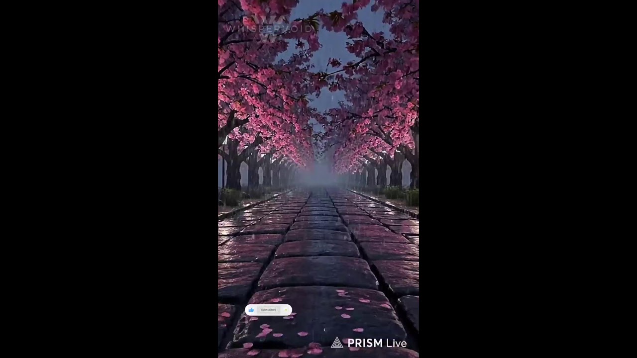 Sakura Rain Ambience with Soothing Music | Infinite Calm Loop