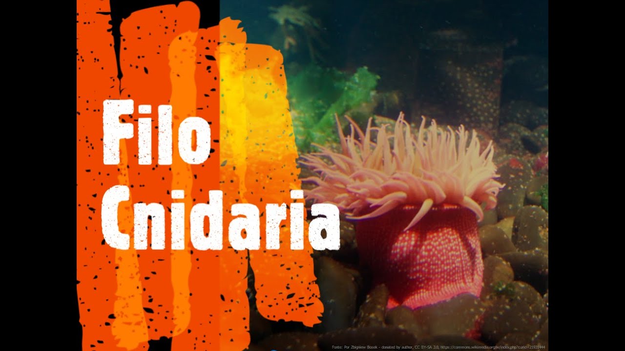 Filo Cnidaria