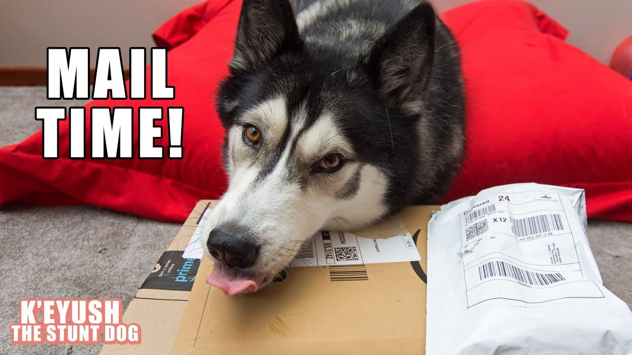 Husky Opens Gifts From Subscribers! | Mail Time