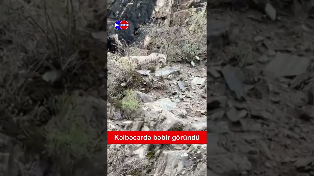 🇦🇿 Kəlbəcərdə bəbir g&ouml;r&uuml;n&uuml;b #SHORTS #TRENDING #BEBIR #HEYVAN #DEFENCETALKS