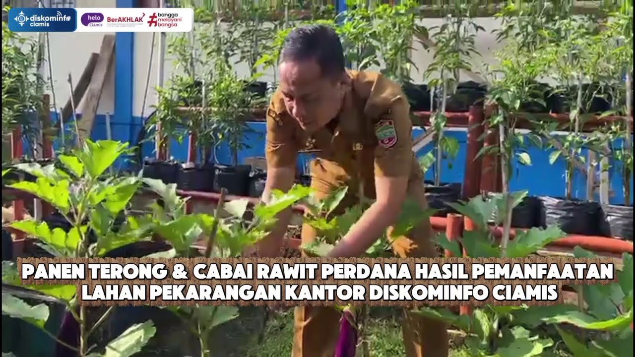 Panen Terong & Cabai Rawit Perdana Hasil Pemanfaatan Lahan Pekarangan Kantor Diskominfo Ciamis