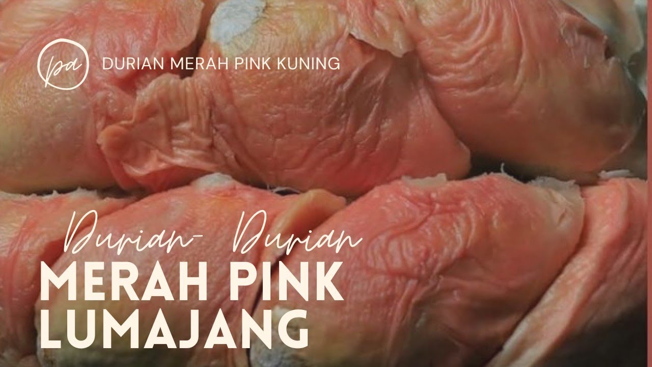 LAGI, DURIAN MERAH PINK DAN KUNING DARI LUMAJANG
