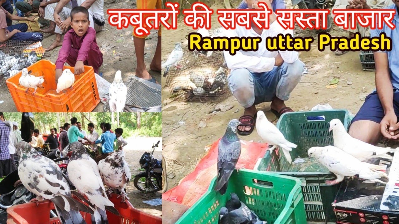 कबूतर की सबसे सस्ता बाजार,Khod Mandi Rampur Uttrapradesh
