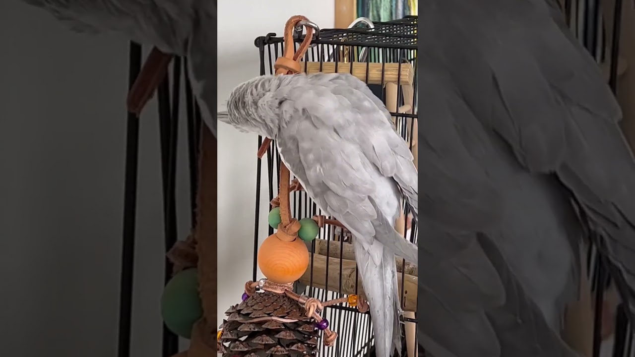 Cockatiel playing with a new toy