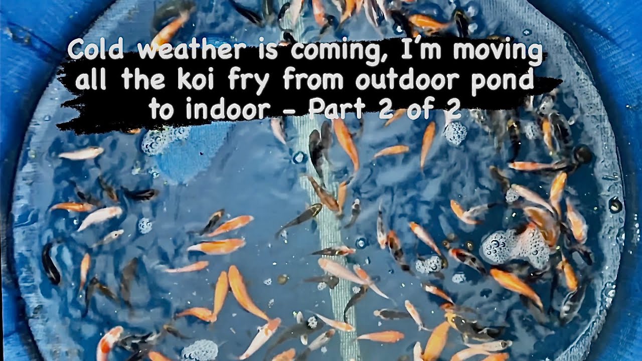 Cold weather is coming, I’m moving all the koi fry to indoor - Part 2 of 2 