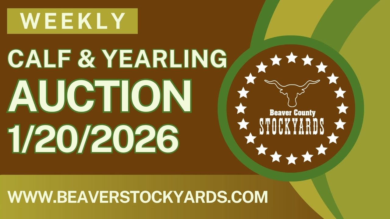 1/20/2026 - Calf & Yearling Auction- Beaver County Stockyards