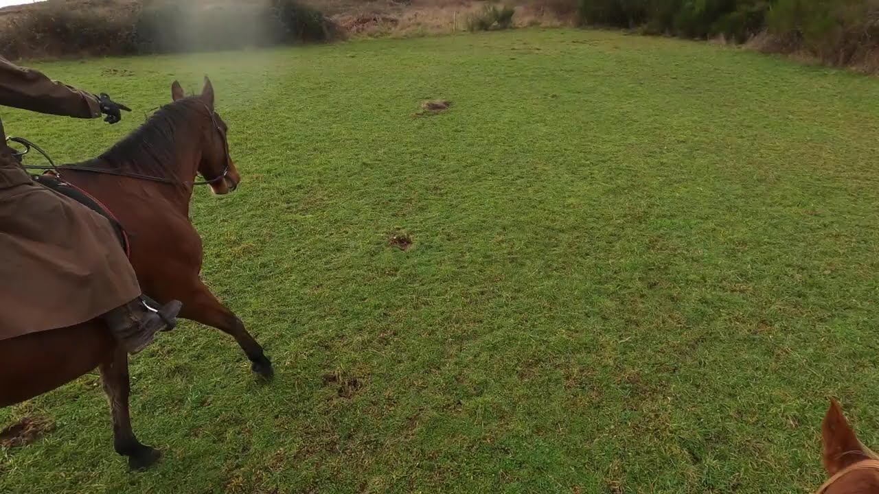 Come onnnn, yee hah!