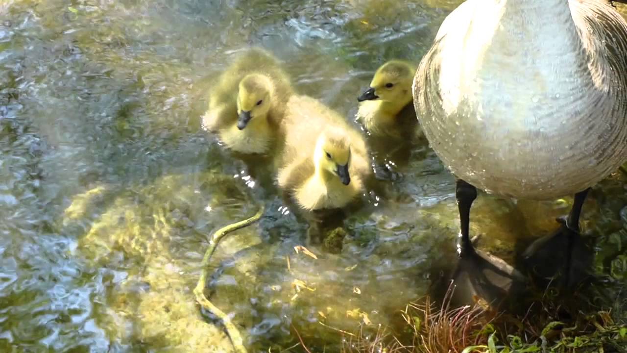 New Arrivals at Moses Gate Country park - A Panasonic TZ30 (ZS20) HD sample video