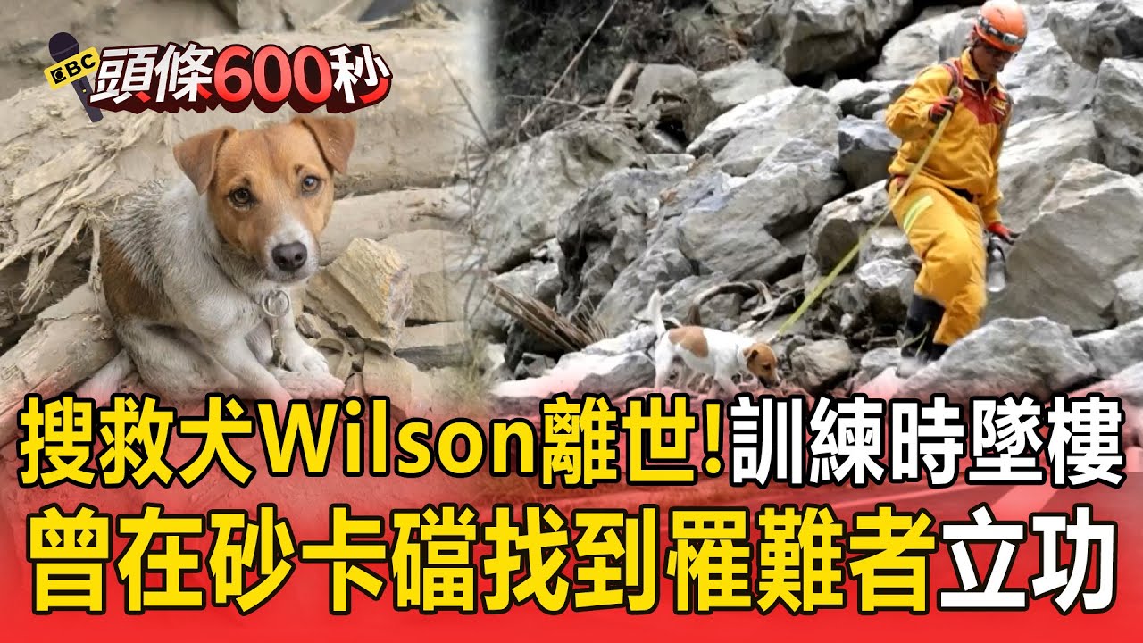 【頭條600秒】搜救犬小鋼炮Wilson訓練墜樓離世！43大地震立功「曾在砂卡礑找到罹難者」