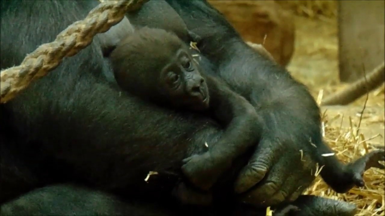 Gorillababy Damsi.