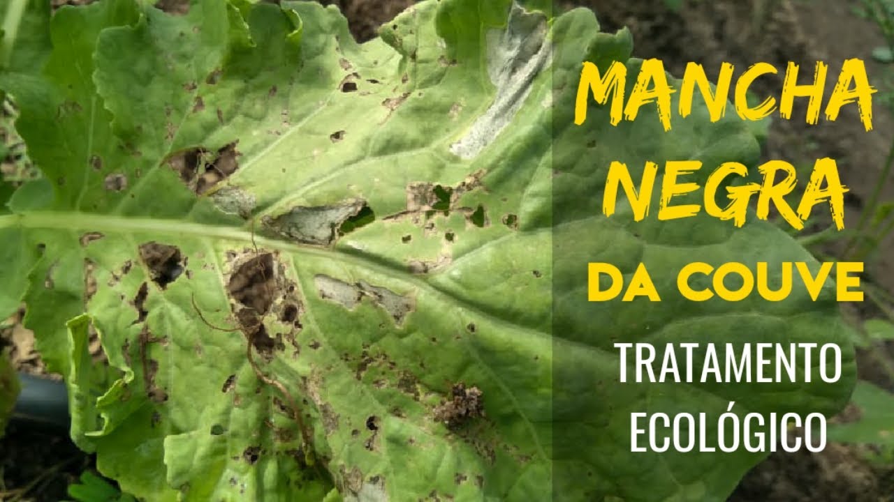 Mancha negra da couve