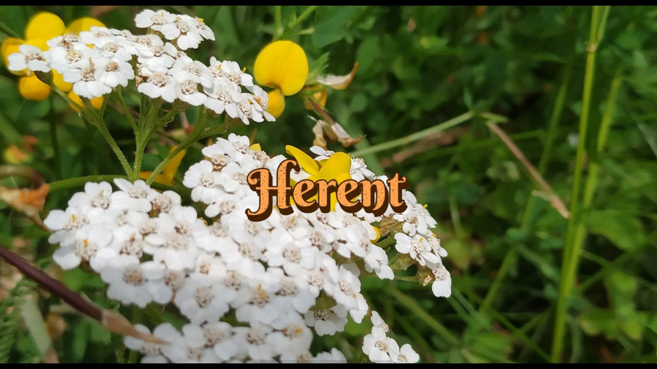 Cycling in Herent countryside : )