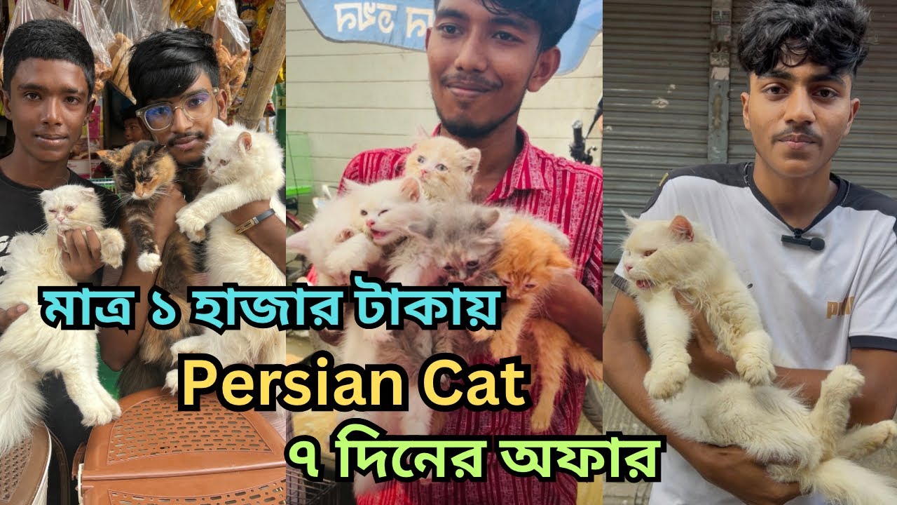 ১-৬ হাজার টাকায় পার্সিয়ান বিড়াল | Cat market in bangladesh