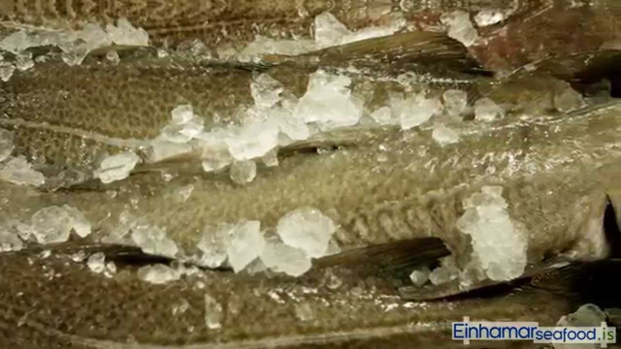 Einhamar Seafood