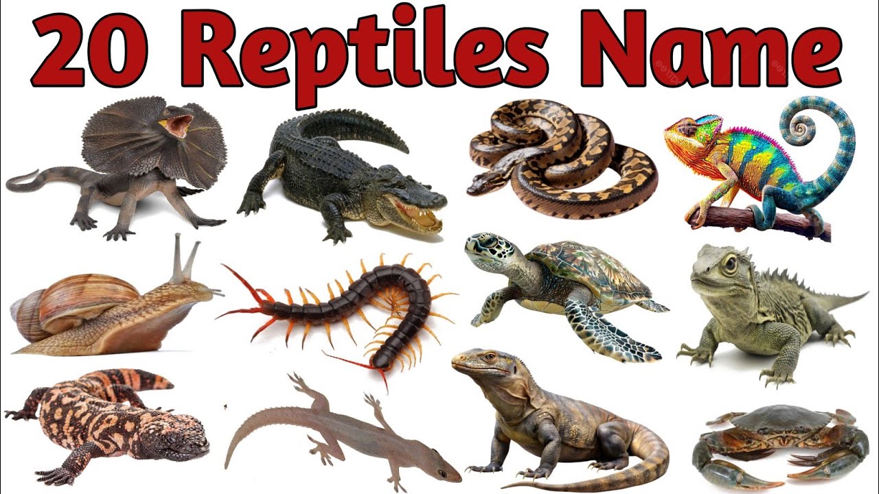Reptiles Name | Reptiles Name in Hindi and English | Names of Reptiles #reptilesname