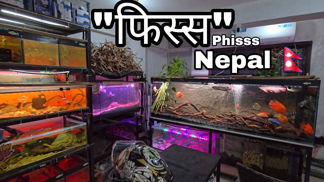PHisss Nepal मा मेरो Fish Vlog- Short Store Tour #aquariumvlog #aquariumfishvlog #aquariumshop #aqua