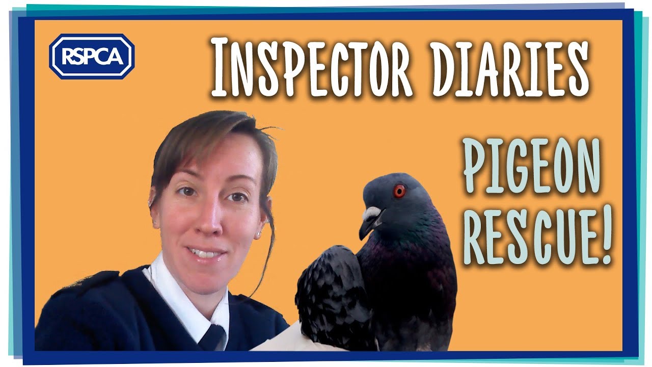 RSPCA rescue pigeon stuck in netting!