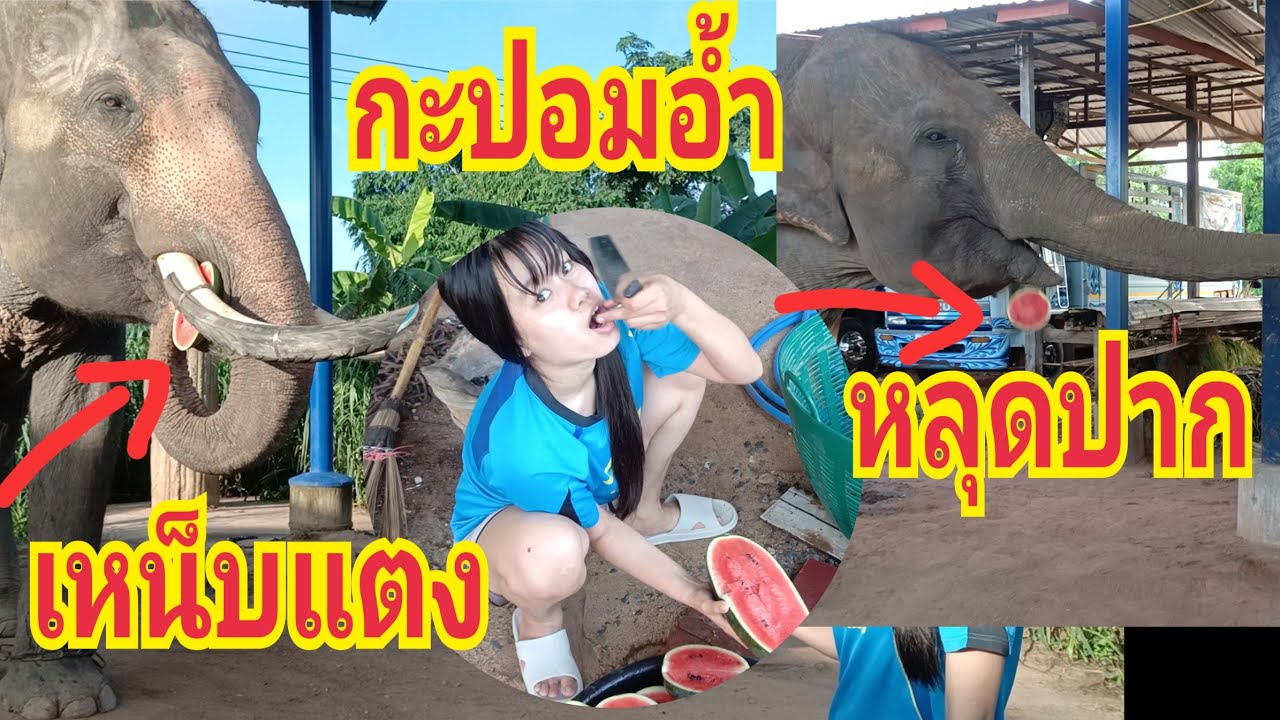 กะปอมแอบแย่งแตงโมพี่ทองดาวเรือง