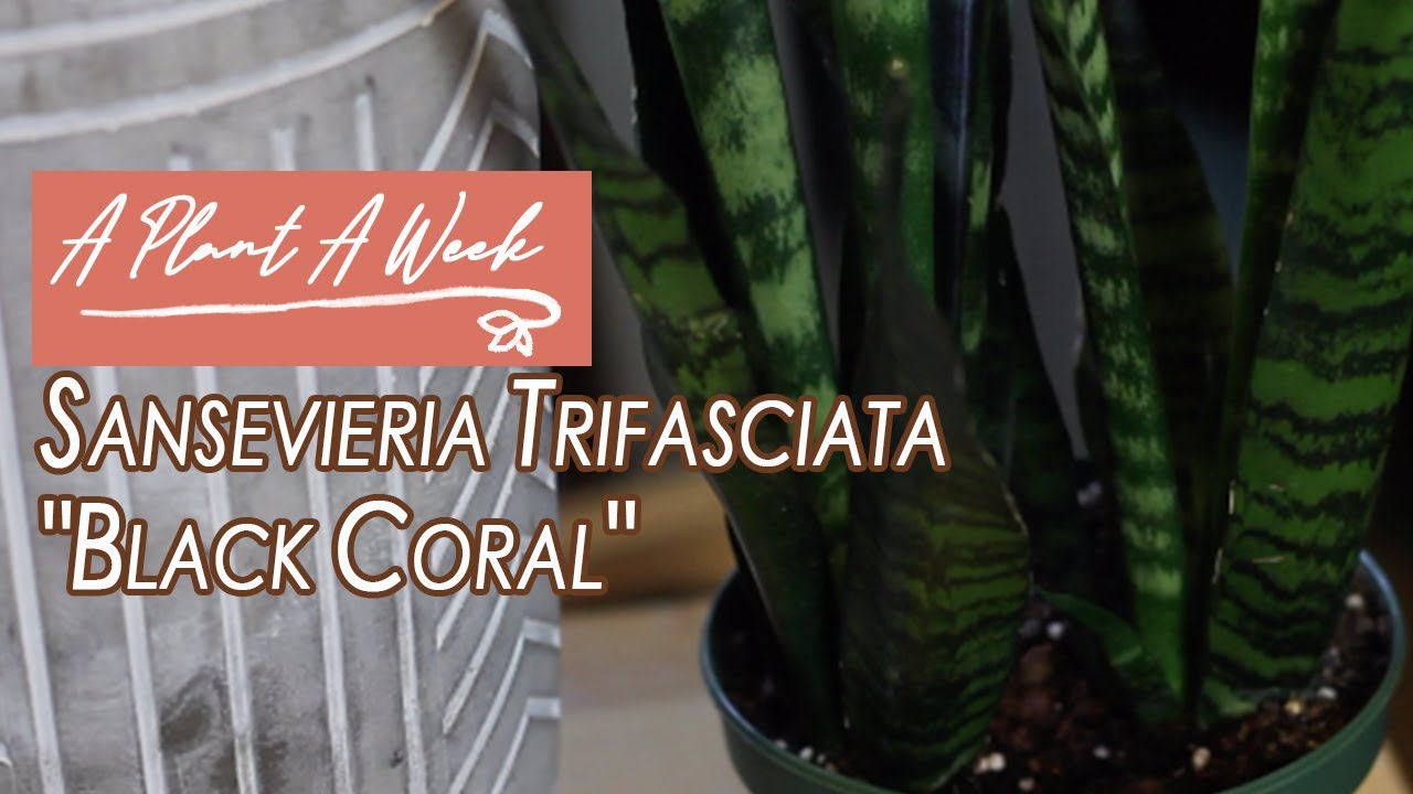 Sansevieria Trifasciata 