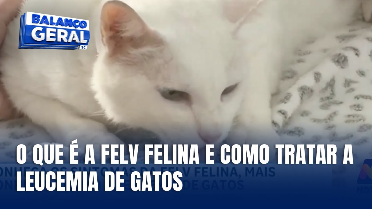 FELV felina: sintomas e tratamento da leucemia em gatos