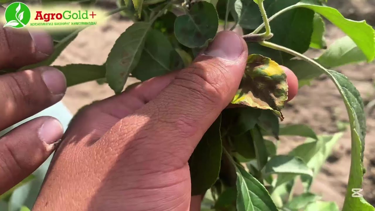 Парша касаллиги богларда кенг таркалиб кетдими?