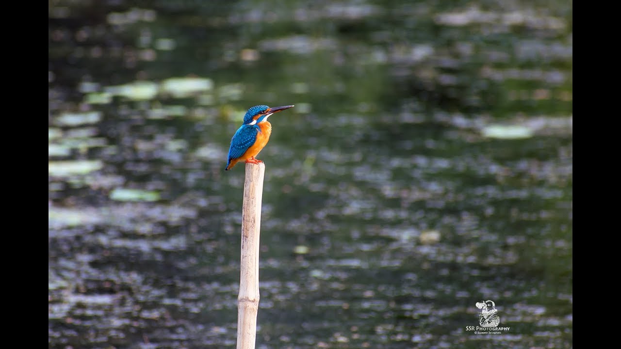 Nikon D5300 Sample Pictures