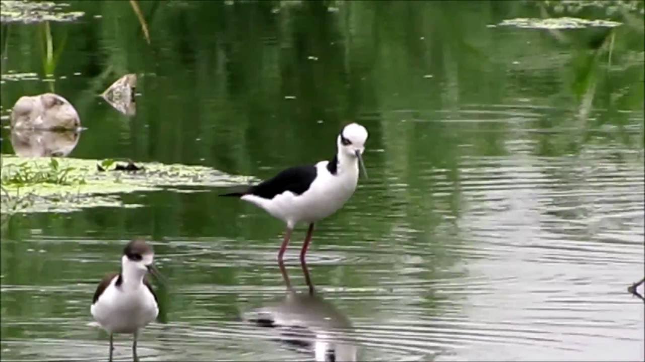 Tero real (Himantopus mexicanus): VOZ.